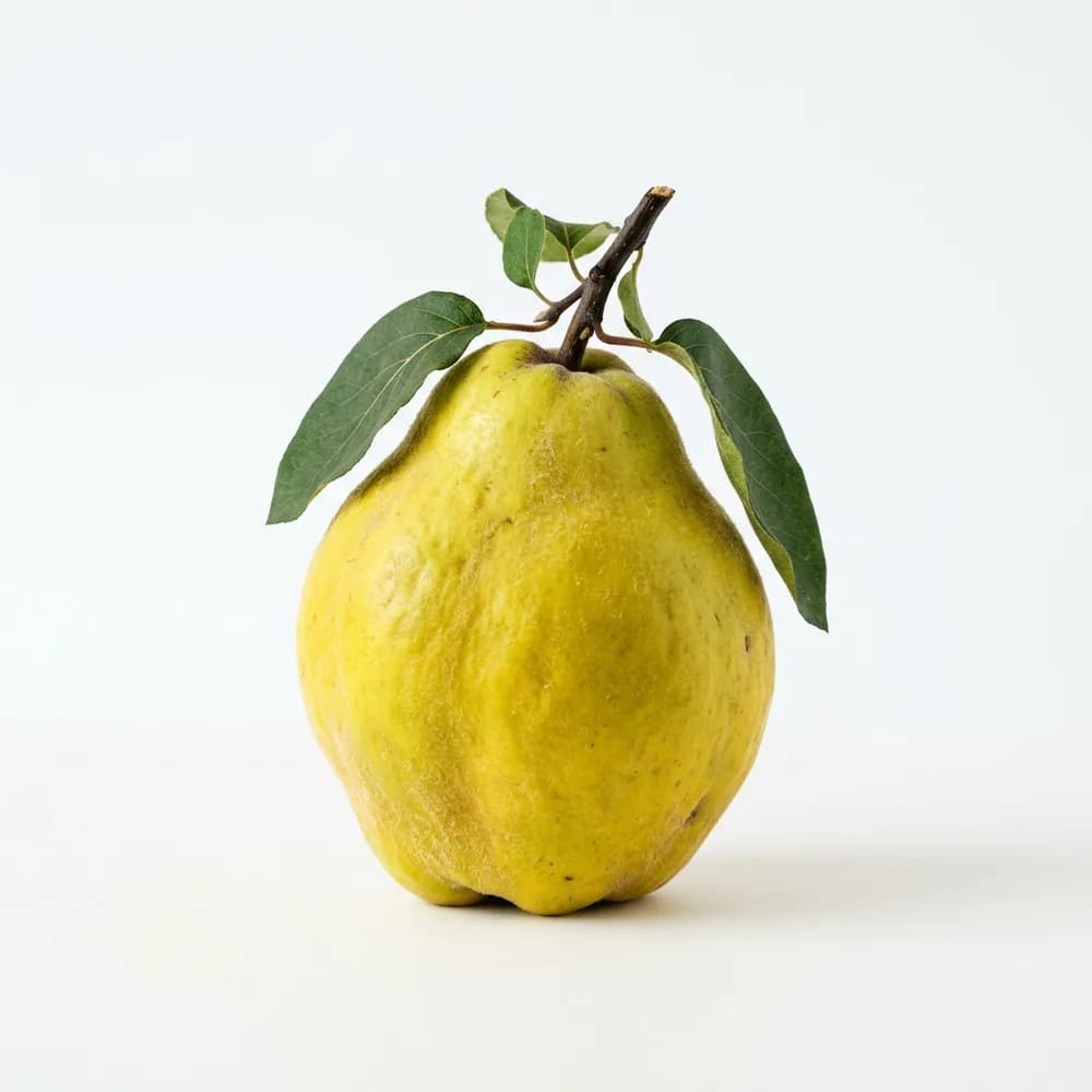 Gutui